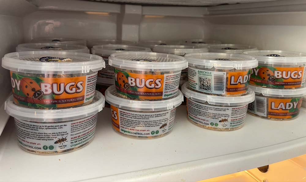 Containers of ladybugs
