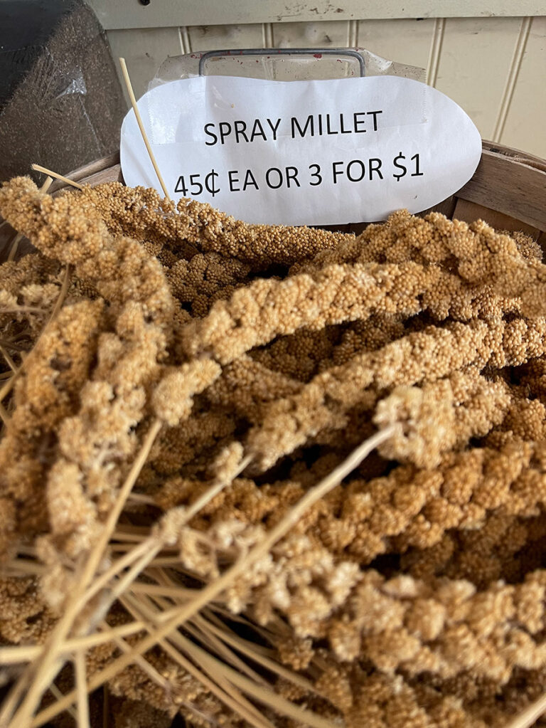 Millet Spray Coast Fork Brewing and Feed Store